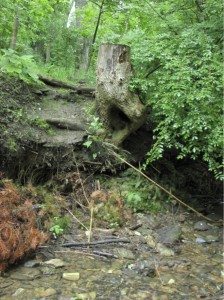creek roots